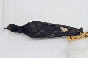 Media type: image;   Ornithology 288234 Description: Image of skin specimen - dorsal view. Dorsal view of entire skin specimen.;
